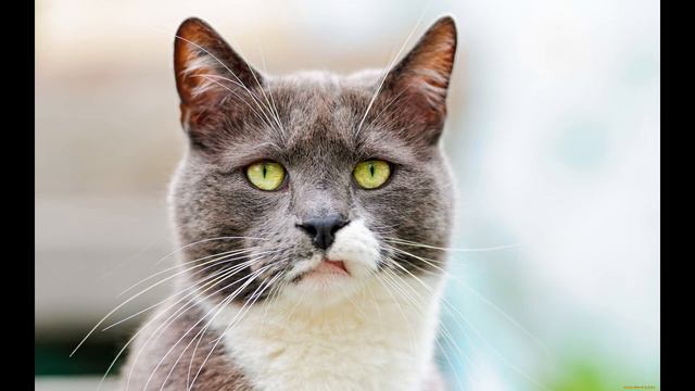 Почему женщины выбирают плохих мужчин? смотреть онлайн