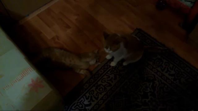 Воспитание котят смотреть онлайн