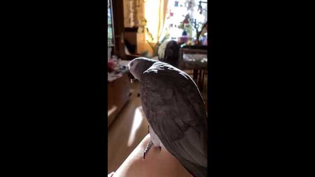Жако - суперпыльный попугай. Jacko is a super - dusty parrot. смотреть онлайн