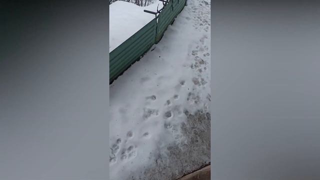 Жизнь Дачная # 138. 2 и 8 февраля смотреть онлайн