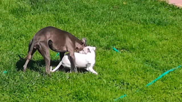 Уиппет, Белка зажигает смотреть онлайн