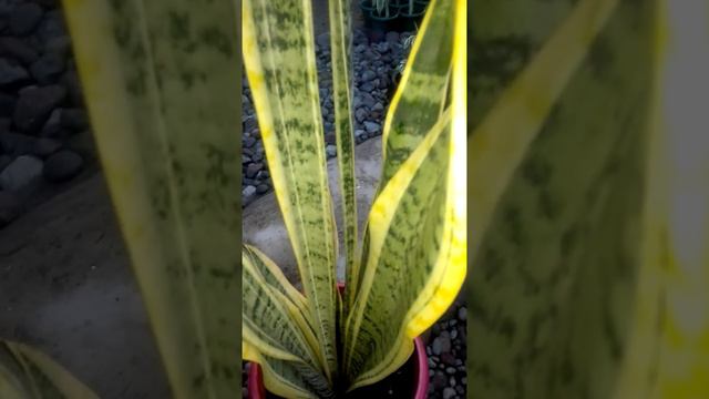 Snake plant смотреть онлайн