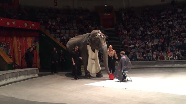 Собственно, самый главный артист - слониха Лили смотреть онлайн