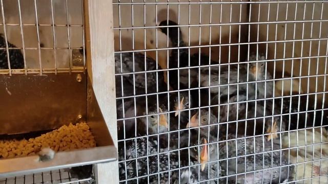 Автономный птичник -  Основы.