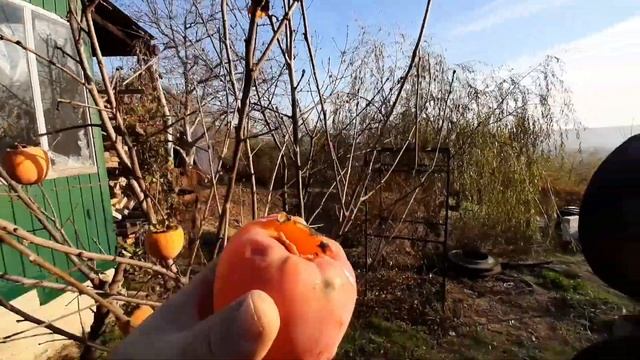 Хурма созрела!? смотреть онлайн