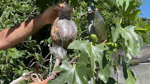 ? Enraizar Higos - Acodo aéreo - Higuera en Maceta que producen antes смотреть онлайн