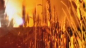 ФУТАЖ FOOTAGE-русское поле колоски рожь пшеница