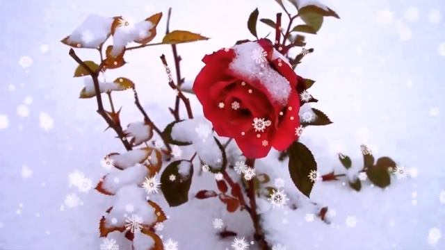 Цветы в снегу.Саксофон! смотреть онлайн