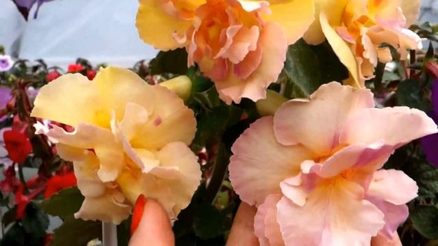 Ахименес Yellow English Rose смотреть онлайн