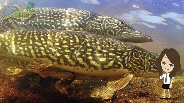 Как только в марте зацвел этот цветок у щуки начинается сумасшедший жор! Как ловить щуку в марте? смотреть онлайн