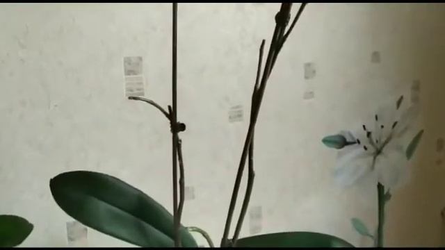 Срезать или нет отцветший цветонос у орхидеи? смотреть онлайн