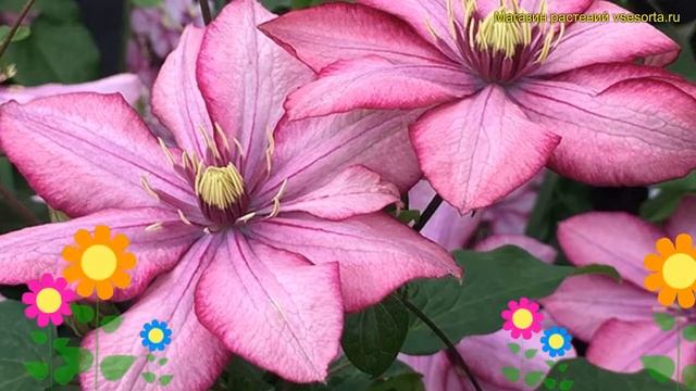 Клематис гибридный Парадисо. Краткий обзор, описание характеристик clematis Paradiso смотреть онлайн