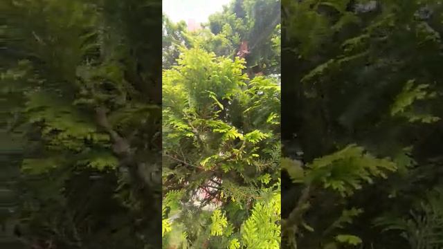 Cedro-Branco/Nome Ciêntífico:(Thuja occidentalis) L.[Ler Descrição] смотреть онлайн