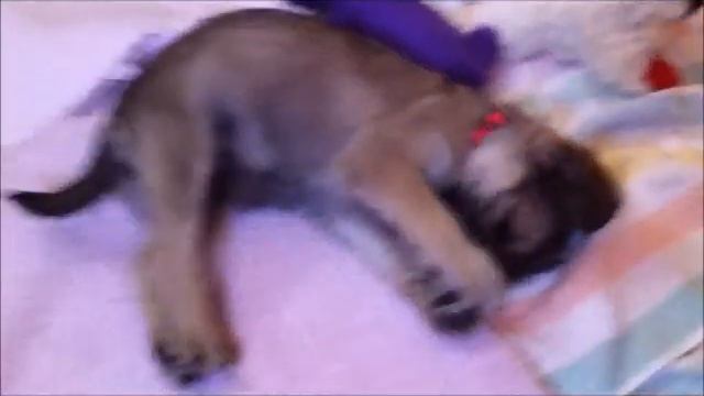 Petunia dreaming смотреть онлайн