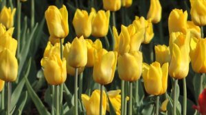 Илья Салов - Мы будем вместе! (Audio)