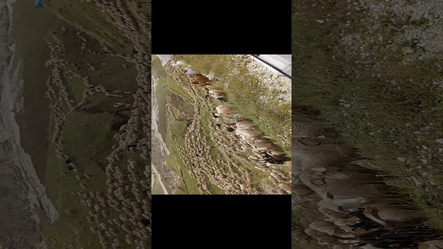 отара в Дагестане смотреть онлайн