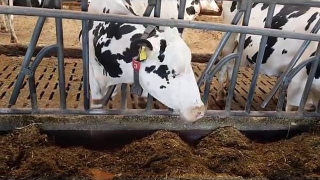 Голштино-фризская порода коров смотреть онлайн