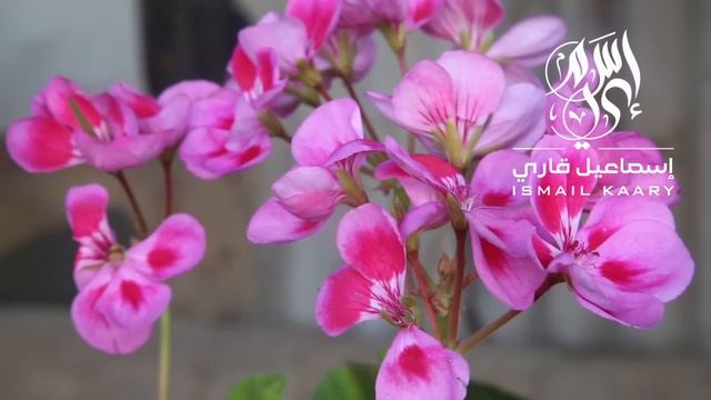 Сура ЯСИН СЛУШАЙТЕ КАЖДЫЙ ДЕНЬ (48) #сура #ясин