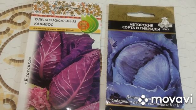 Лучшие сорта капусты, проверенные временем на 2020 г., 100% с хороший урожай ?. смотреть онлайн