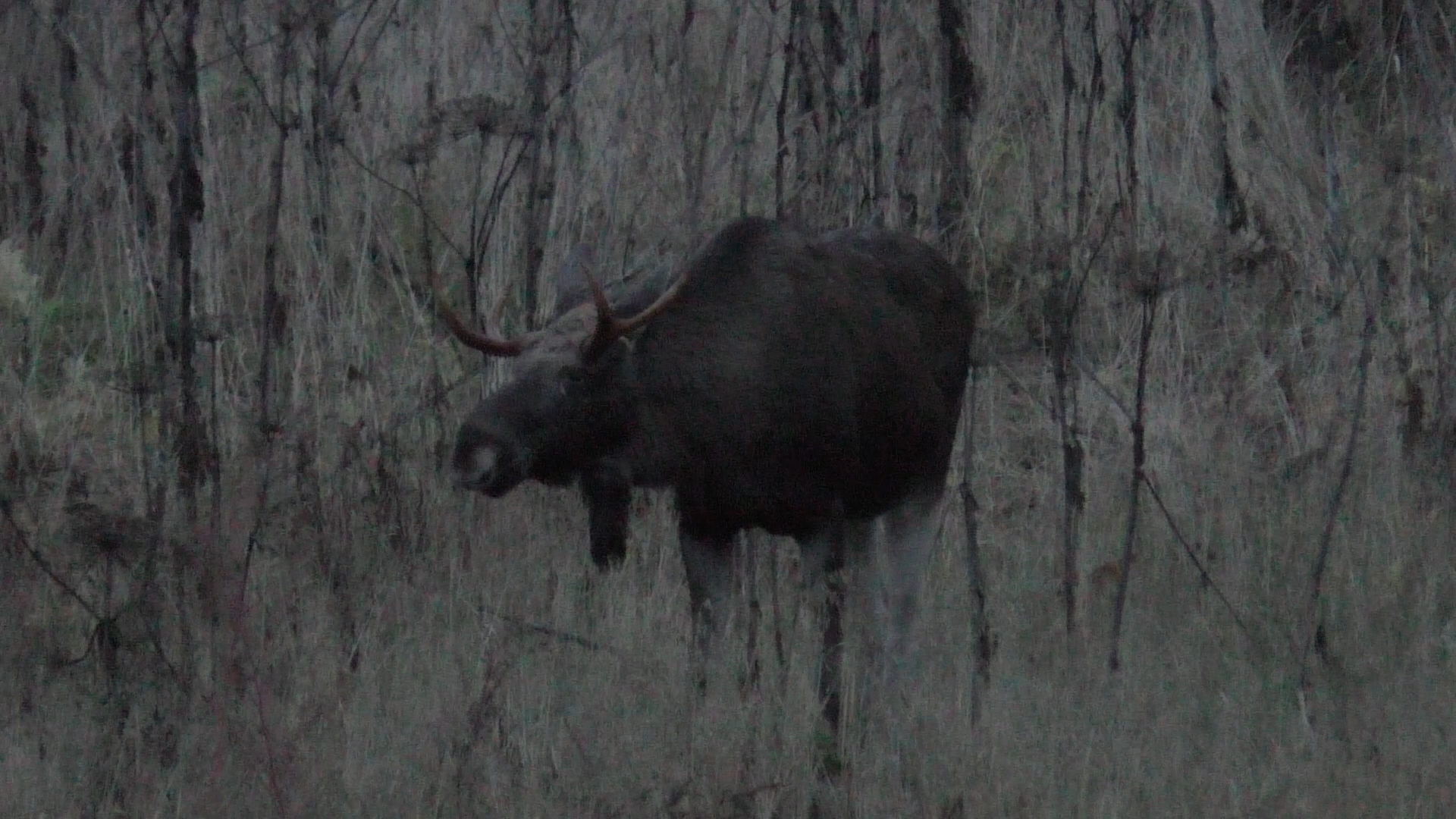 ЗВЕРЬ ВЫШЕЛ ПРЯМО КО МНЕ!!! Охота на лося. смотреть онлайн