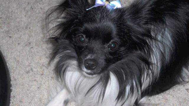 Cleo смотреть онлайн