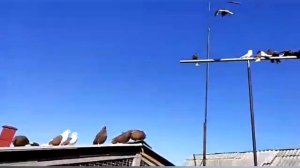 3.ч." НИКОЛАЕВСКИЕ ГОЛУБИ " БОРИС СЕМЕНЕНКО. ДОНЕЦК РОСТОВСКИЙ. 2021.Г. "