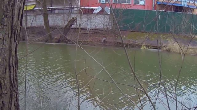 Зверёк в городе на берегу речки Трубеж смотреть онлайн