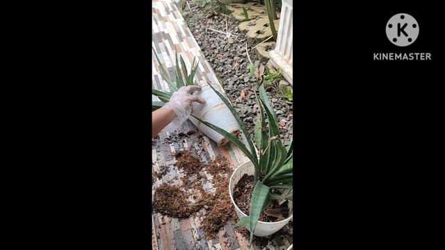 Sansevieria Javanica