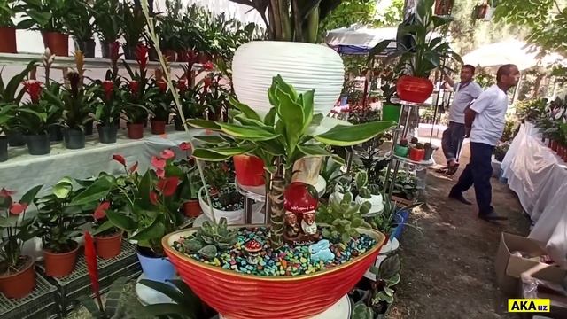 Namanganda Gullar Bayrami. Festival  Davom Etmoqda. Gullar Bayrami 2023. #namangan #gullar #bayrami