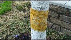 Как избавиться от муравьев и тли на деревьях❓ | Ловчие пояса с солидолом?| Садовые Будни?