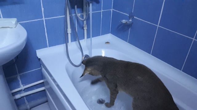 Камышовый кот дома смотреть онлайн