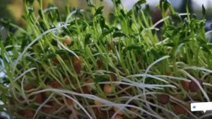 Всего ОДНА ложка МЕДА и Ваша рассада будет АКТИВНО РАСТИ и толстеть!