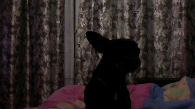 той терьер говорит МАМА смотреть онлайн