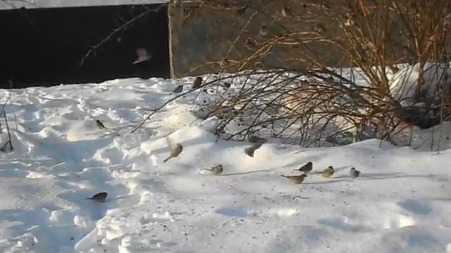 Воробьи зимой смотреть онлайн