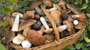 Можно ли вырастить белые грибы в домашних условиях, у себя на участке? как выращивать грибы дома?