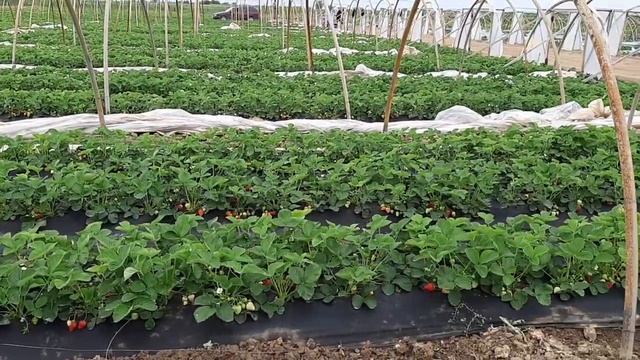 Клубника сорта хоней на 15.04.2019 смотреть онлайн