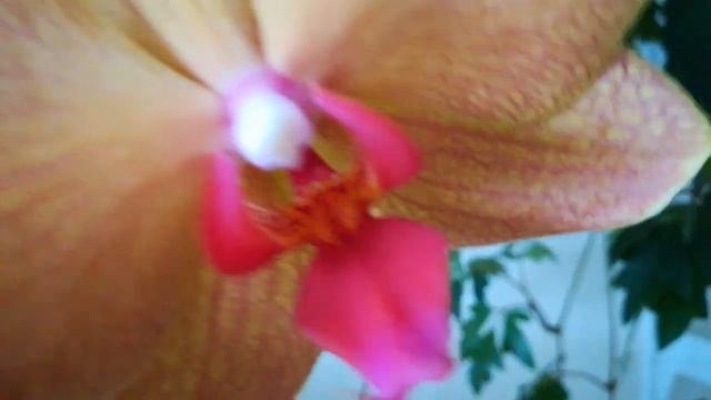 МОИ ПРЕКРАСНЫЕ, СОЛНЕЧНЫЕ РЫЖИКИ! ❤️?#PFALAENOPSIS GOLDEN BRICK И??? ? смотреть онлайн