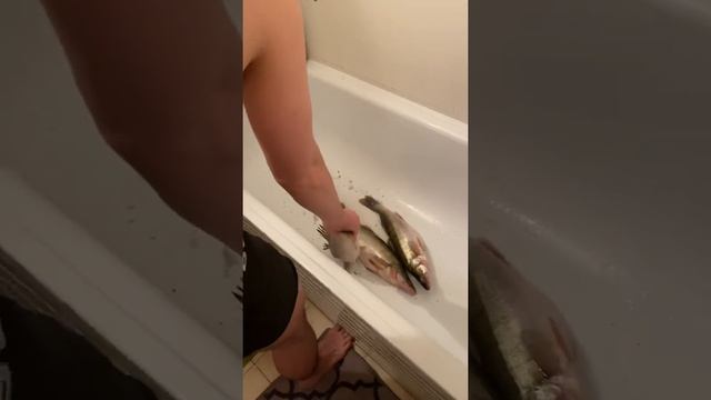 Лайфхак,как быстро очистить рыбу) смотреть онлайн