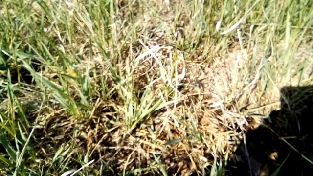 Плоскорез, пырей и старая клубника! смотреть онлайн