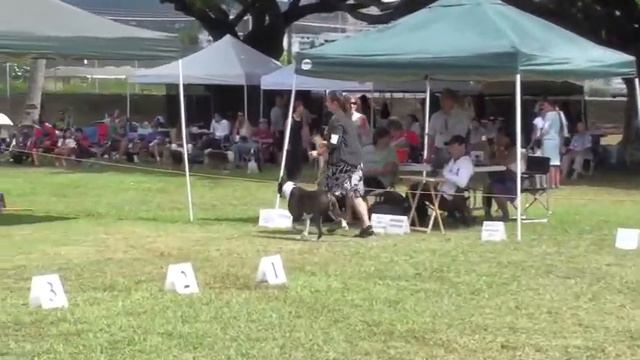 10/28/12 Working Dog Club of Hawaii - GROUP.m4v смотреть онлайн