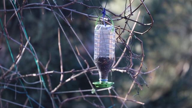 Злые синицы жадно поедают семечки из кормушки, висящей за нашим окном смотреть онлайн