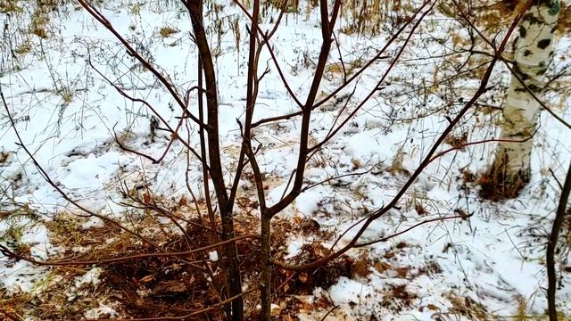 Как прививать плодовые деревья. Лучший способ прививки плодовых деревьев #28 смотреть онлайн