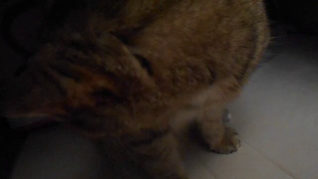 Тренируй себя в искусстве Элегантно и со вкусом Всё перевернуть вверх дном:) Кошка Ромашкка смотреть онлайн