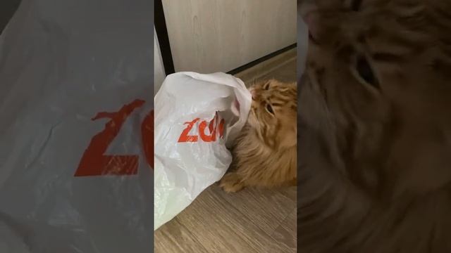 Зачем Мейн-кун Семён Лижет Пакет? смотреть онлайн
