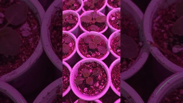 Глоксинии 1,5 месяца🙂! смотреть онлайн