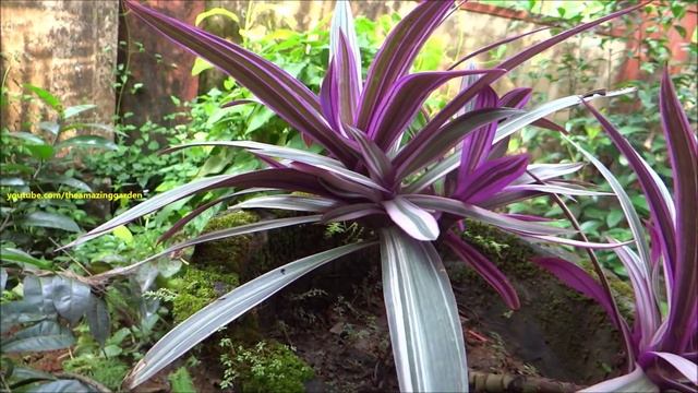 Rhoeo spathacea Tricolor - Tricolor Oyster Plant - Tradescantia spathacea 'Tricolor' смотреть онлайн