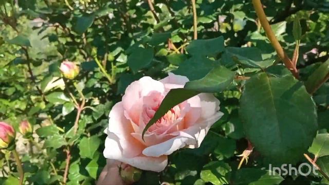 Зацветаем 🥰!!! 🌹🌹🌹Желание сердца 💕... Обзор сада смотреть онлайн