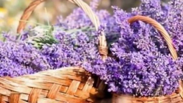 Sofia Rotaru-Lavanda