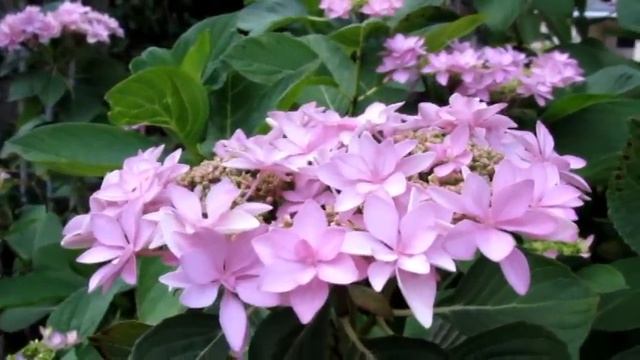 Grow Hydrangeas смотреть онлайн