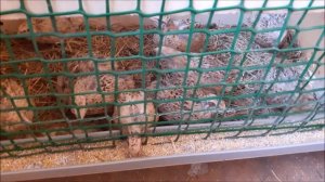 Отчет содержания 10 перепелок,плюсы и минусы # 15!!!